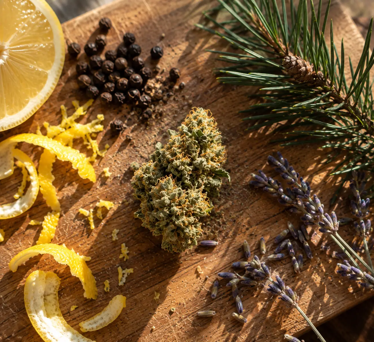 Les terpènes : le vrai goût du CBD