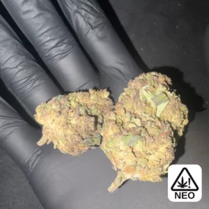 Purple haze thcx – Highkana